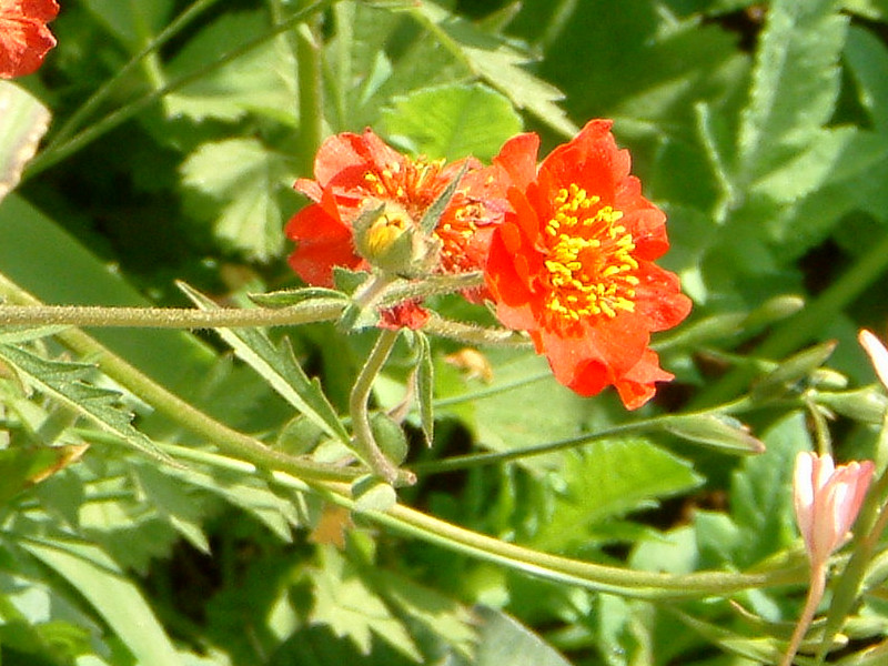 Geum coccineum