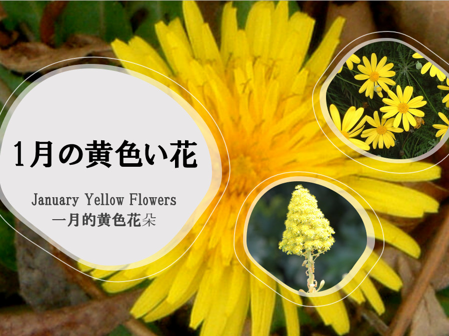 一月的黄色花朵