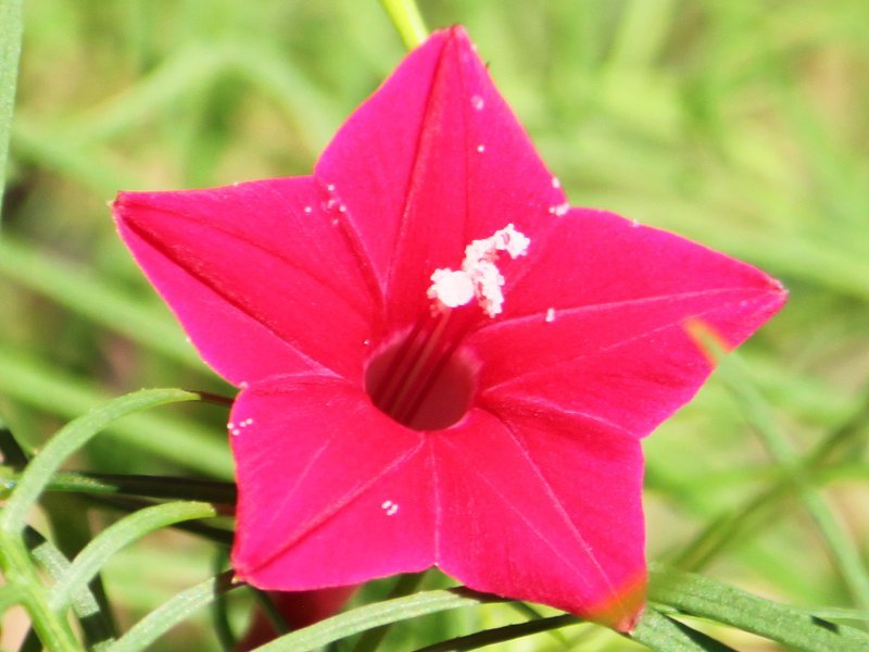 ルコウソウ Ipomoea Quamoclit かぎけん花図鑑