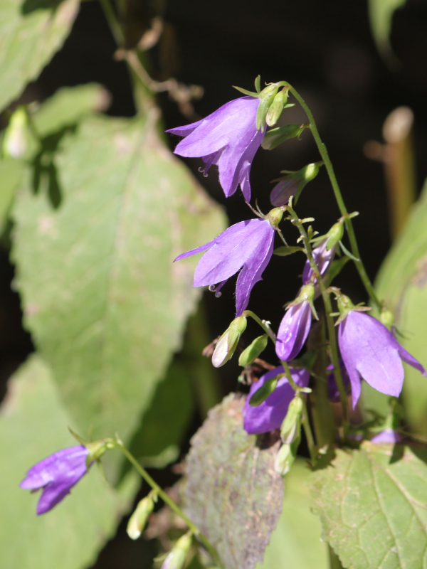 Adenophora remotiflora