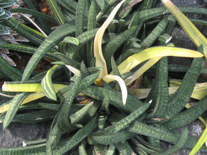 Gasteria batesiana