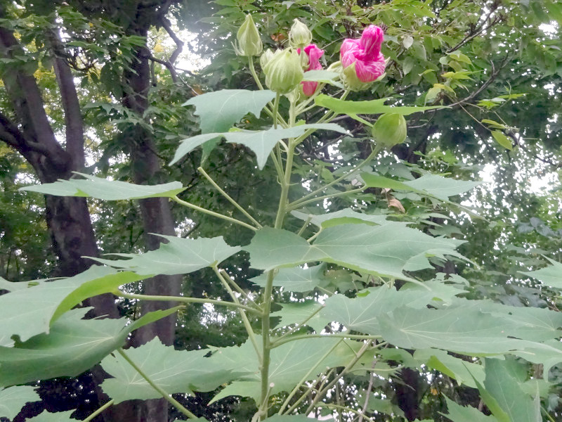 Cotton rosemallow