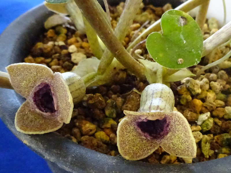 Asarum senkakuinsulare