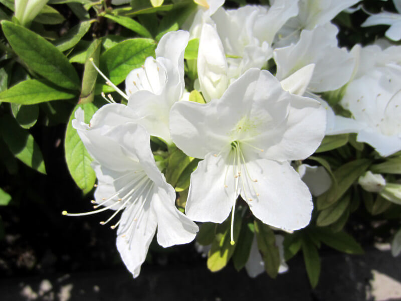 ツツジ Rhododendron Ferrugineum かぎけん花図鑑