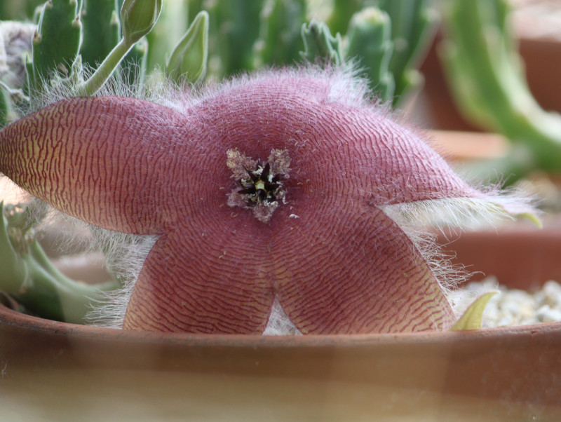 Stapelia hirsuta