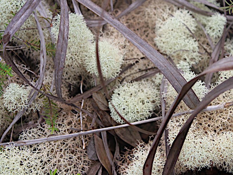 Reindeer lichen