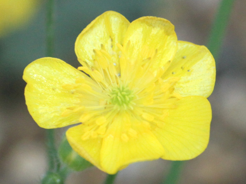 Ranunculus acris