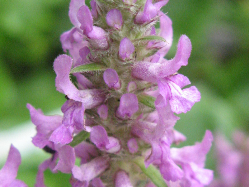 Betonica officinalis