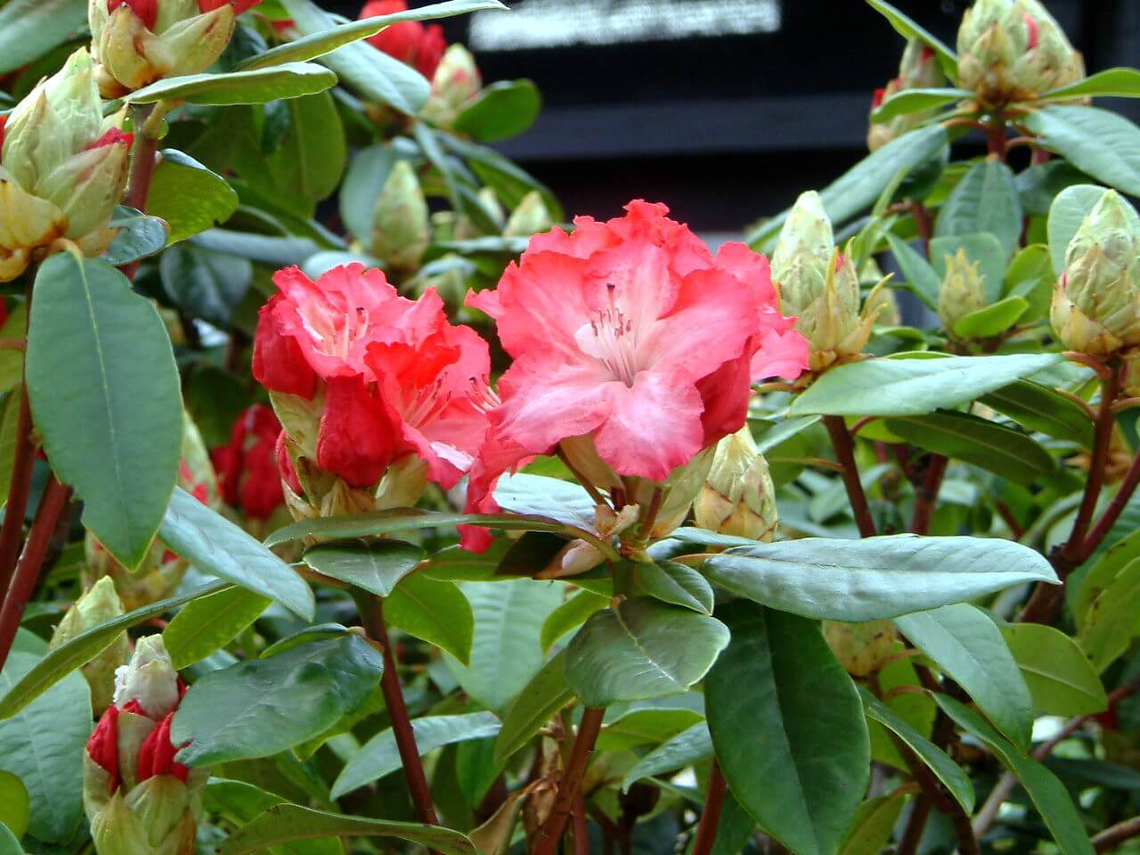 シャクナゲ Rhododendron Hybrids かぎけん花図鑑