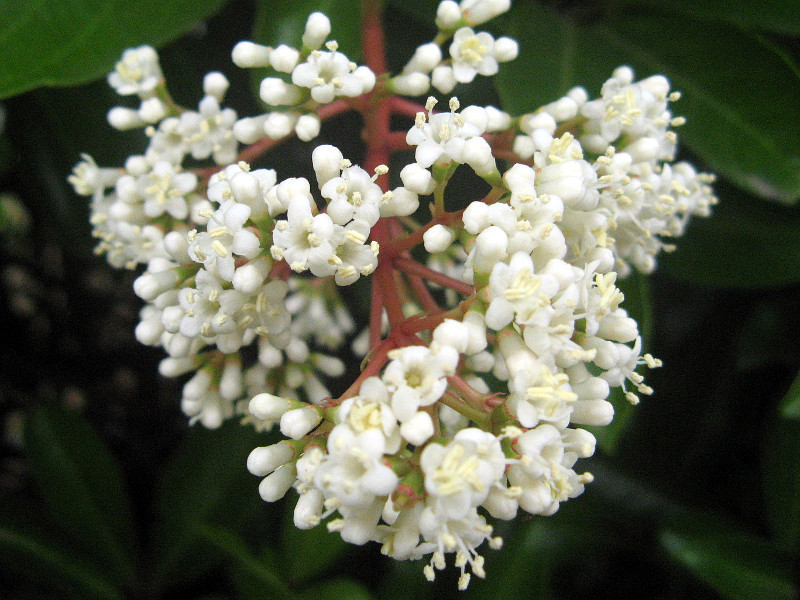 サンゴジュ Viburnum Odoratissimum かぎけん花図鑑