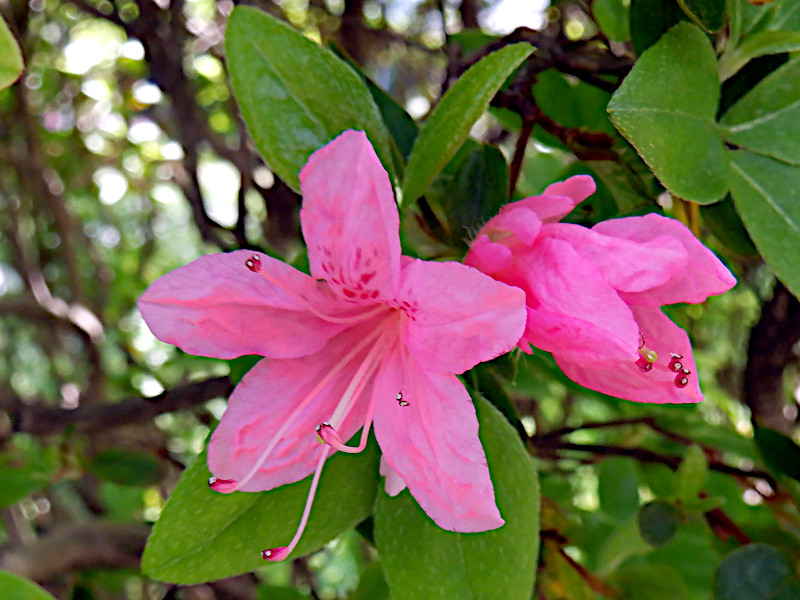 Kurume azalea