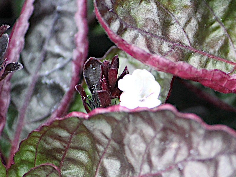 ヘミグラフィス エキゾティカ Hemigraphis Alternata Cv Exorica かぎけん花図鑑