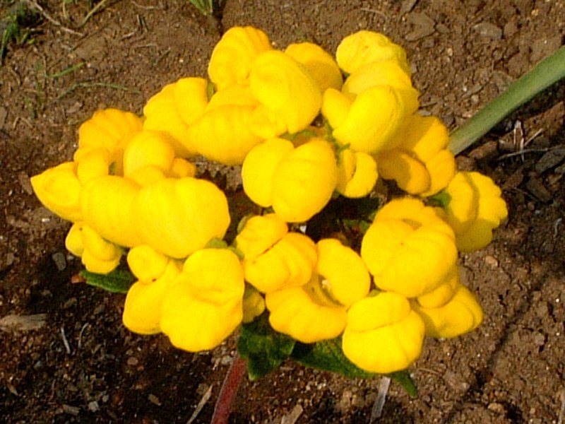 カルセオラリア Calceolaria Hybrida かぎけん花図鑑