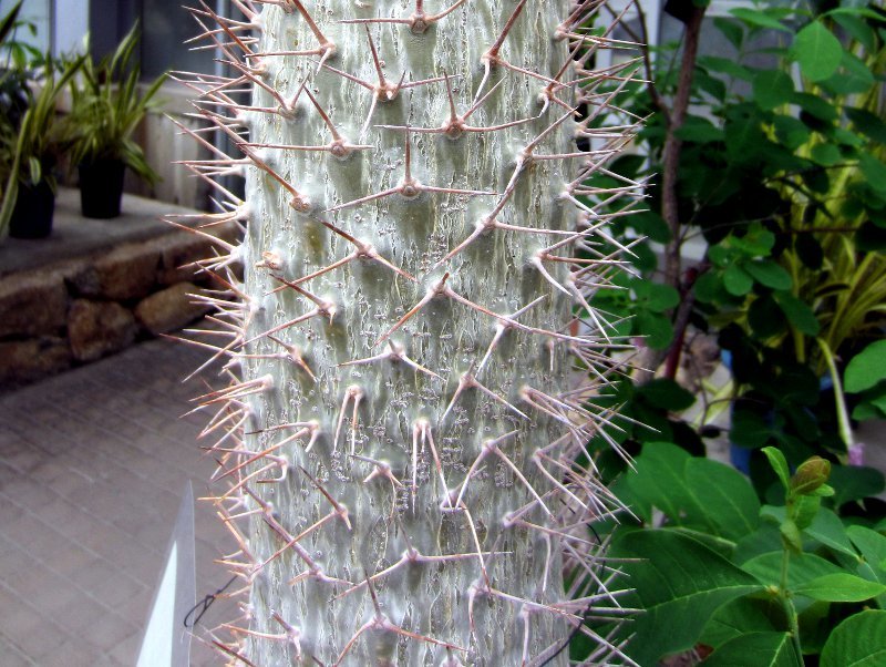 Pachypodium geayi