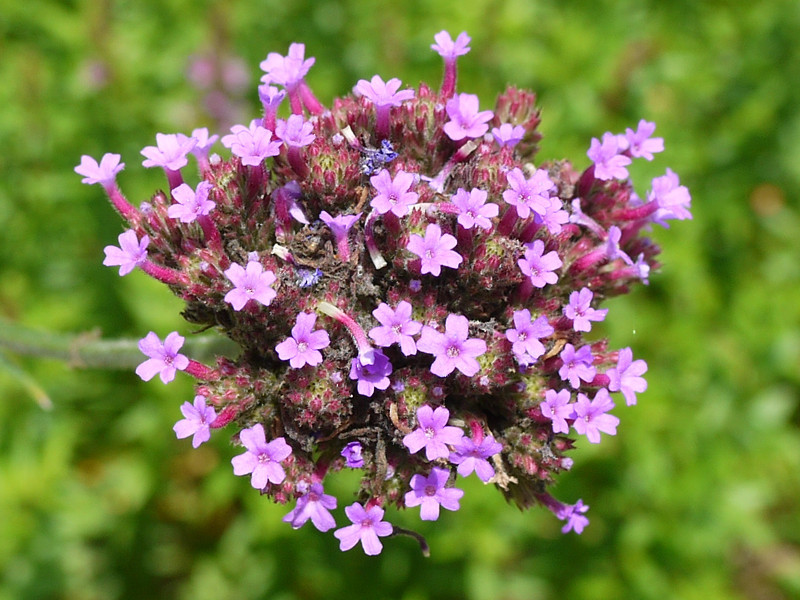 Cynoglossum amabile