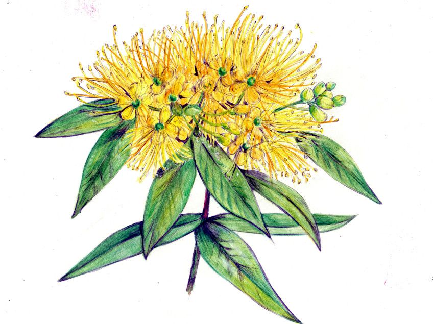 Xanthostemon chrysanthus 