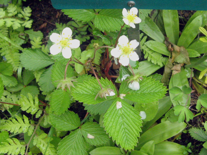 シロバナノヘビイチゴ Fragaria Nipponica かぎけん花図鑑