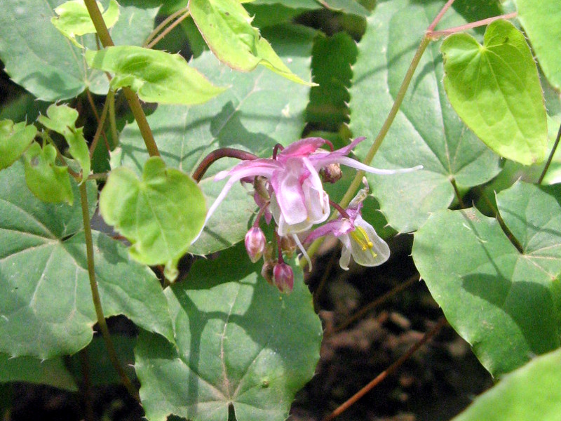 イカリソウ Epimedium Grandiflorum かぎけん花図鑑