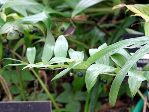 Solomon's Seal