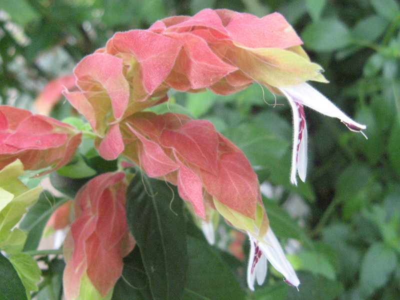 Mexican Shrimp Plant Justicia Brandegeeana Flower Database