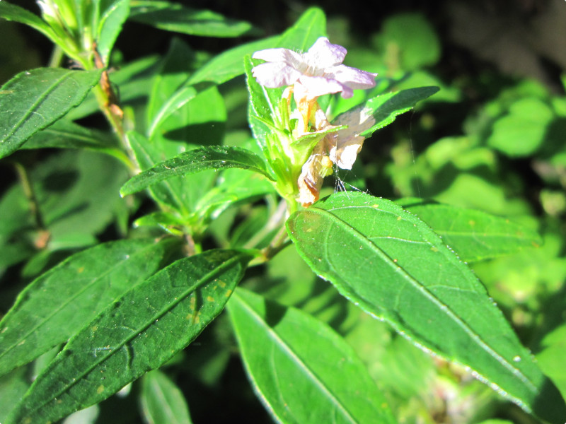 イセハナビ | Strobilanthes japonicus | かぎけん花図鑑