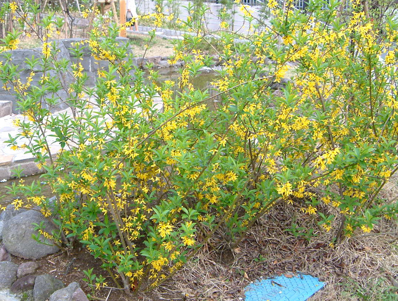 Golden Bells Forsythia Suspensa Flower Database