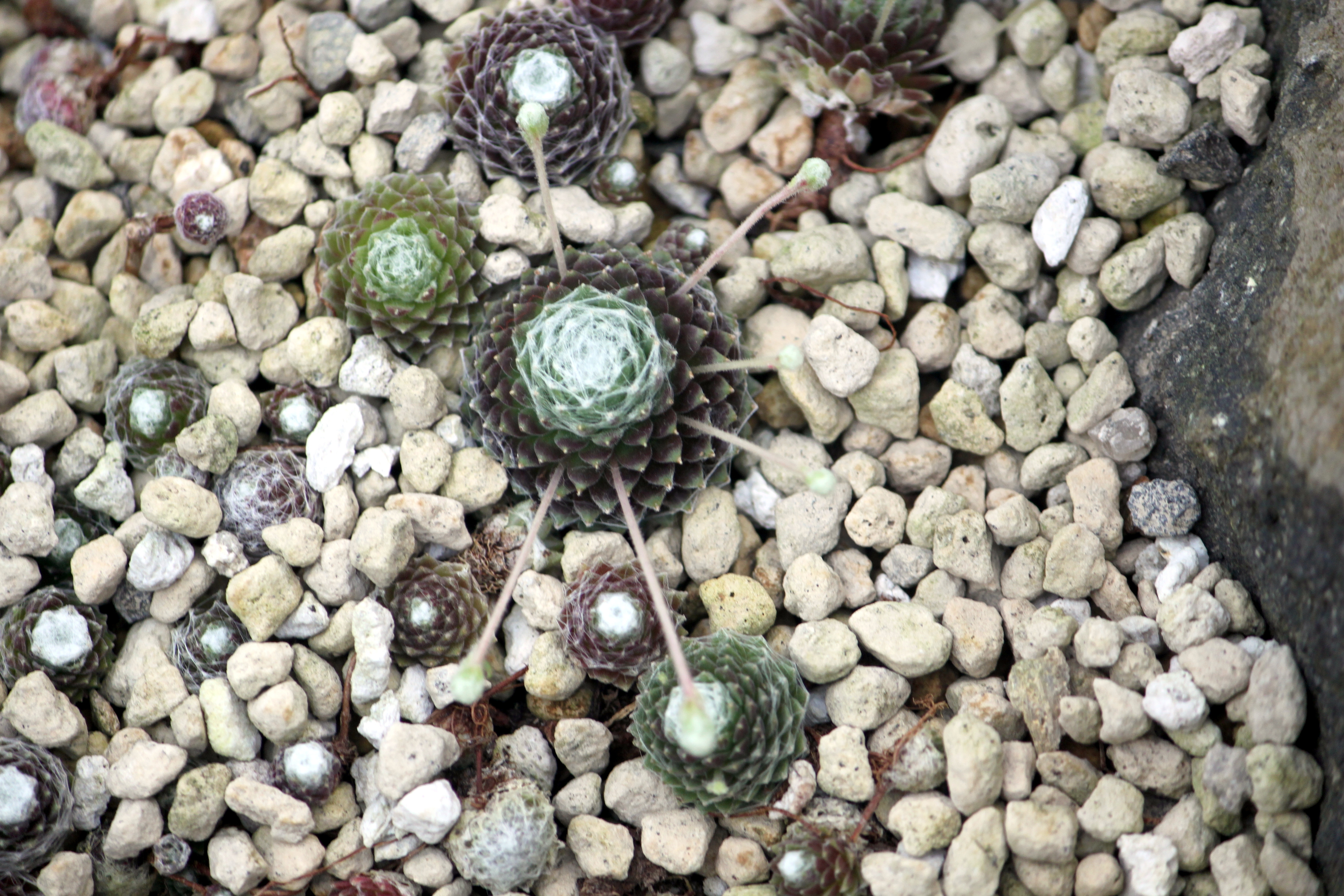 Cobweb houseleek