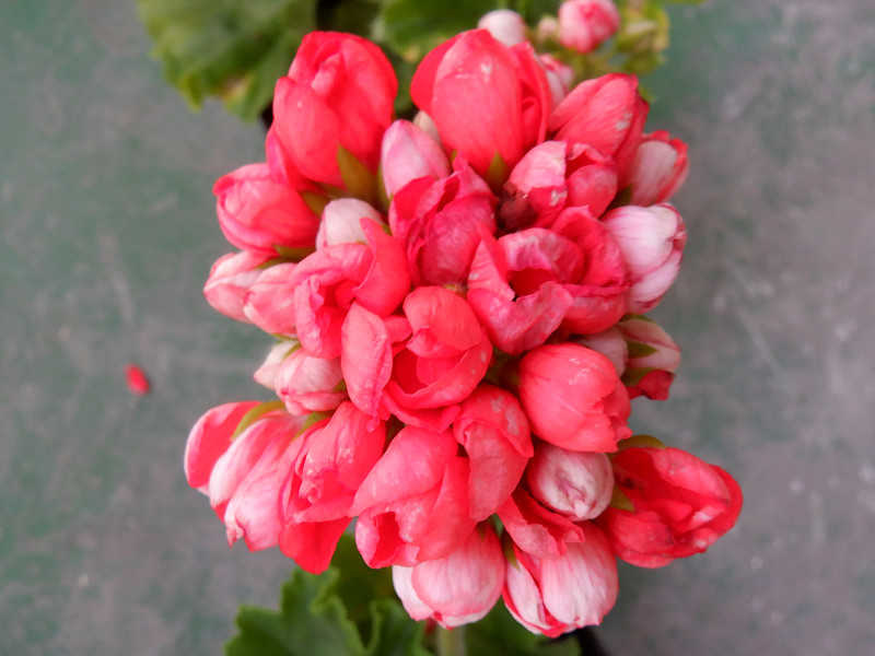 Geranium 'Red Pandora'