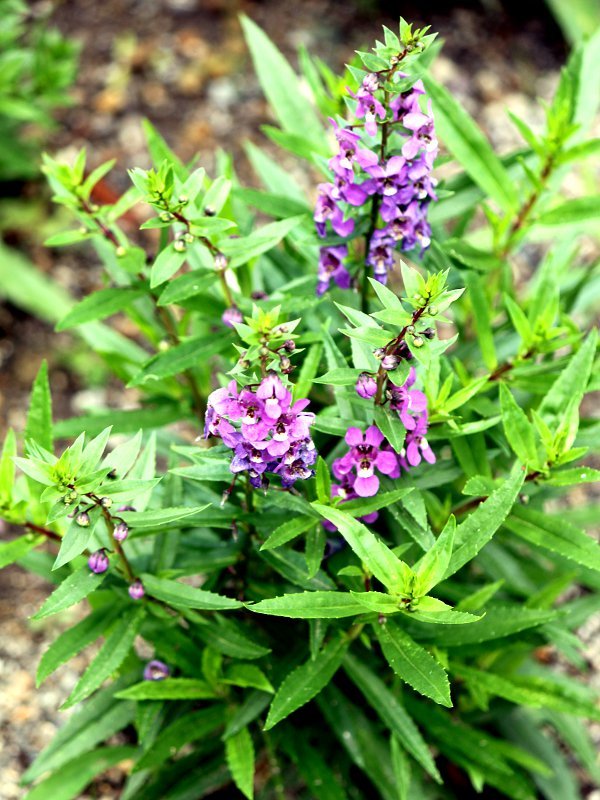 アンゲロニア セレナ Angelonia Serena かぎけん花図鑑