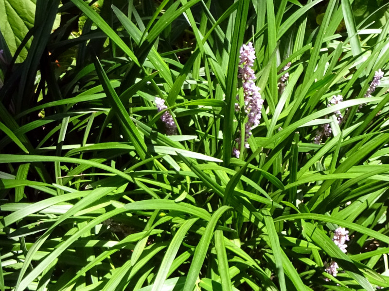 Liriope muscari