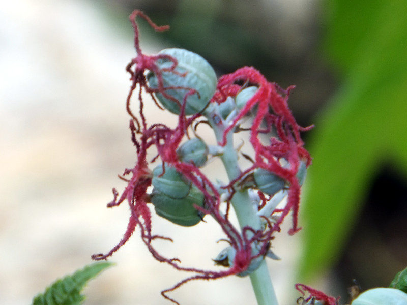 Ricinus communis