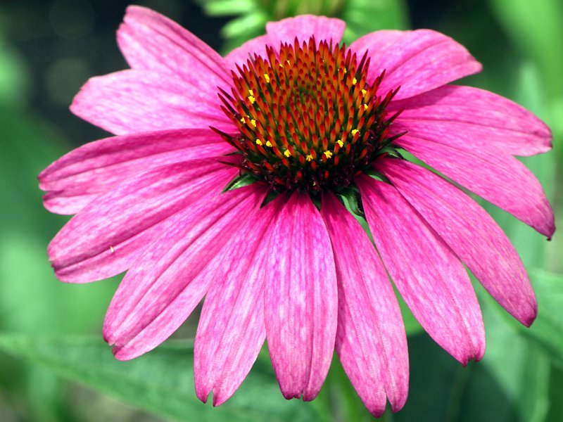 エキナセア プルプレア Echinacea Purpurea かぎけん花図鑑