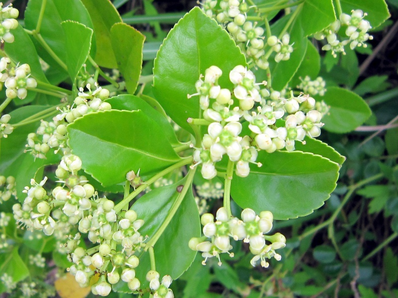 マサキ Euonymus Japonicus かぎけん花図鑑