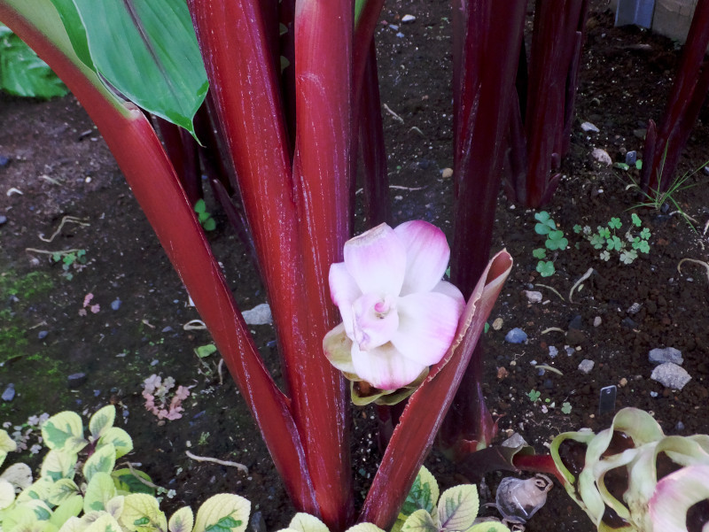 Curcuma lubesken