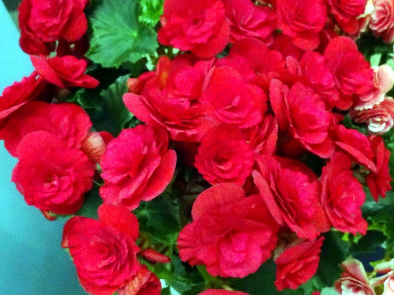 Riegers begonia 'Barcos' 