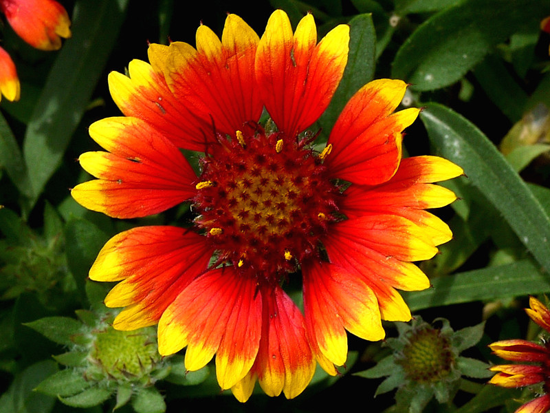 テンニンギク Gaillardia Pulchella かぎけん花図鑑