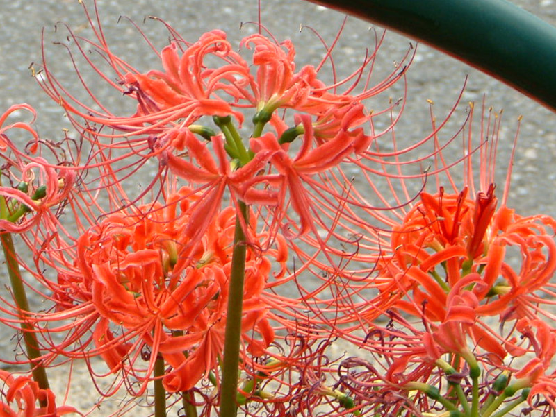 Lycoris