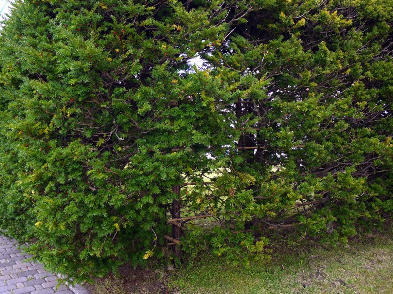 キャラボク Taxus Cuspidata Var Nana かぎけん花図鑑