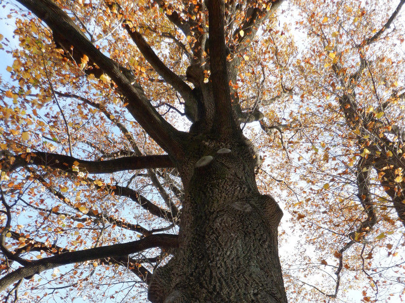 Tulip tree