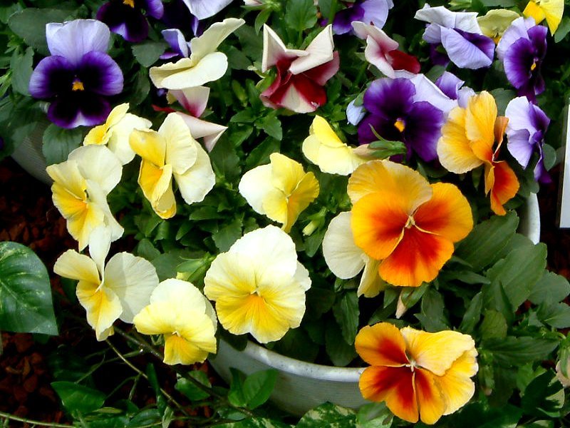 Pansy 'Bees mix'