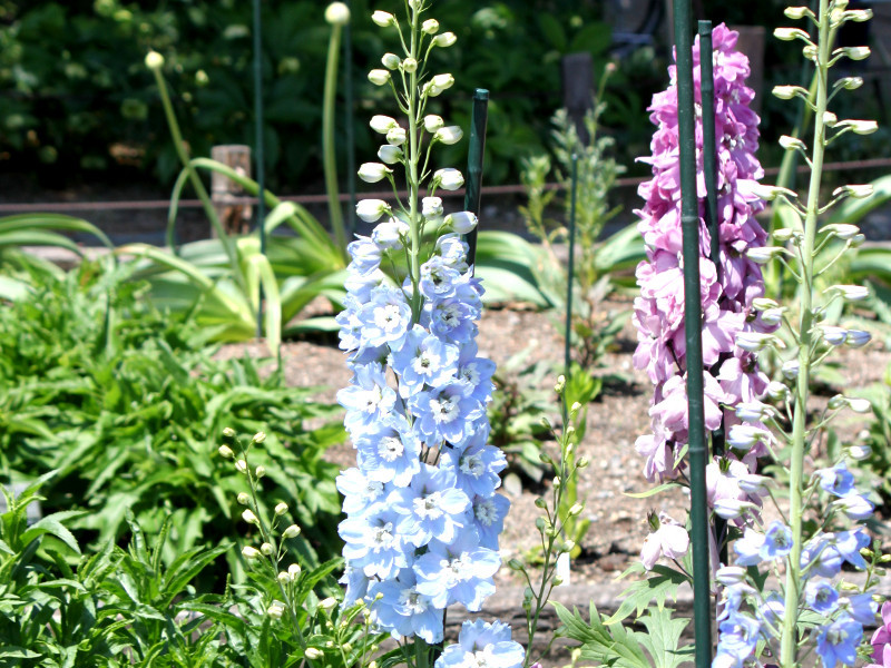 Delphinium lark spur