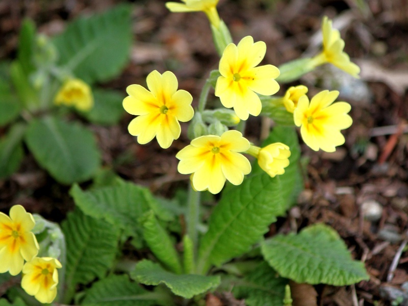 Cowslip