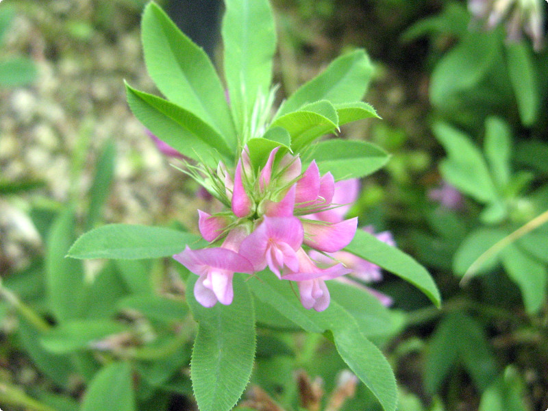 Trifolium lupinaster