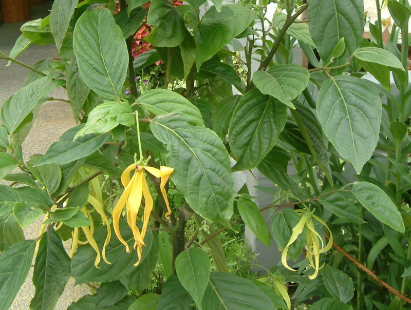 Bantams ylang-ylang