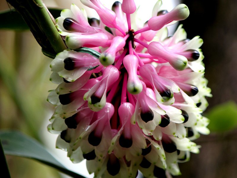 Dendrobium smirie 