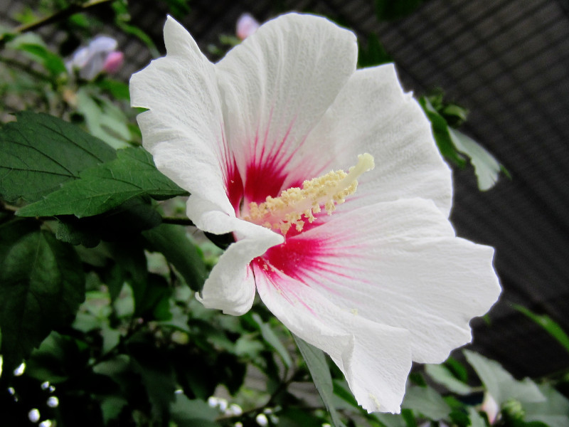 Hibiscus syriacus