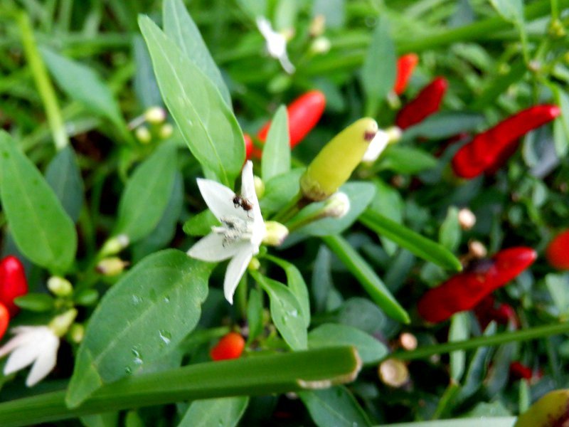 岛胡椒 Capsicum Frutescens 科技研花图画书