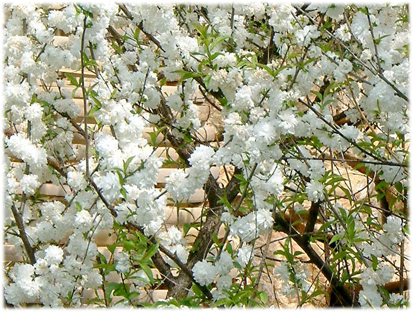 ニワザクラ Cerasus Glandulosa かぎけん花図鑑