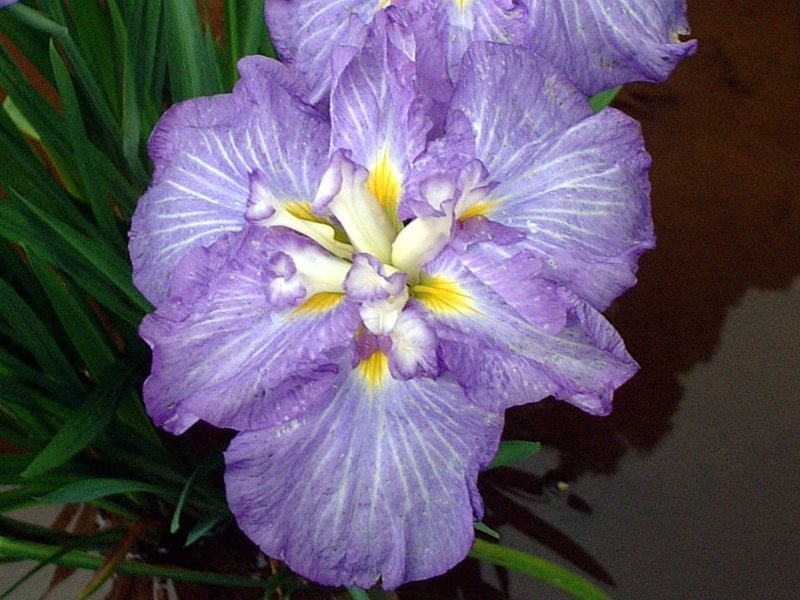 Japanese Iris 'Shiokemuri'