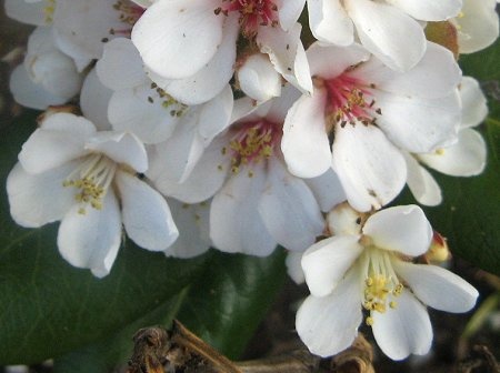  Rhaphiolepis umbellata